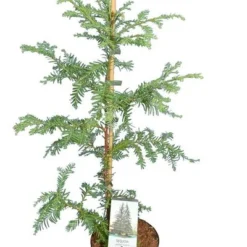 Sequoia Sempervirens - Totale Hoogte 70-90 Cm - Pot 3 Ltr -Tuin Gloed Verkoop 1936768824