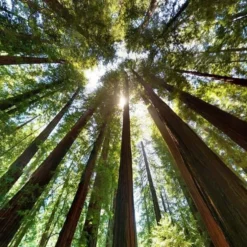 Sequoia Sempervirens - Totale Hoogte 70-90 Cm - Pot 3 Ltr -Tuin Gloed Verkoop 1936768827