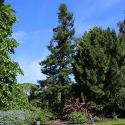 Sequoia Sempervirens - Totale Hoogte 70-90 Cm - Pot 3 Ltr -Tuin Gloed Verkoop 1936768830