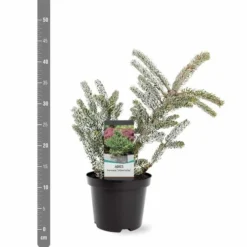 Abies Koreana Silberlocke - Pot 3 Ltr -Tuin Gloed Verkoop 1936769715