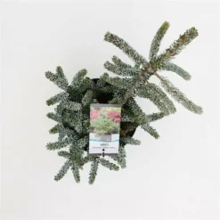 Abies Koreana Silberlocke - Pot 3 Ltr -Tuin Gloed Verkoop 1936769718