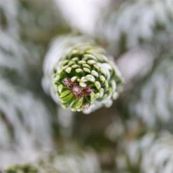 Abies Koreana Silberlocke - Pot 3 Ltr -Tuin Gloed Verkoop 1936769724