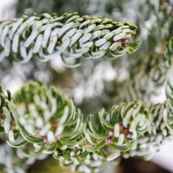 Abies Koreana Silberlocke - Pot 3 Ltr -Tuin Gloed Verkoop 1936769727