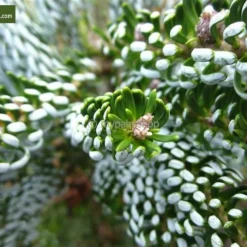 Abies Koreana Silberlocke - Pot 3 Ltr -Tuin Gloed Verkoop 1936769730