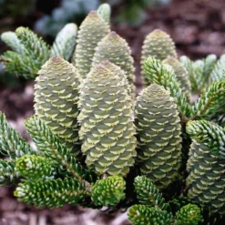 Abies Koreana Silberlocke - Pot 3 Ltr -Tuin Gloed Verkoop 1936769733