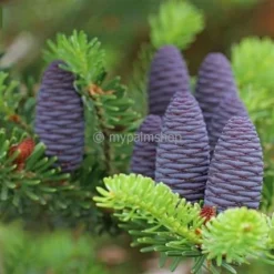 Abies Koreana Silberlocke - Pot 3 Ltr -Tuin Gloed Verkoop 1936769736