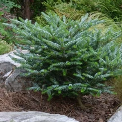 Abies Koreana Silberlocke - Pot 3 Ltr -Tuin Gloed Verkoop 1936769739