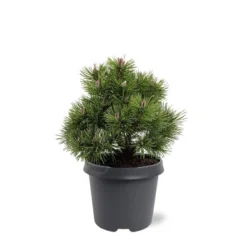 Pinus Mugo Mops - Pot 5 Ltr