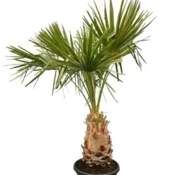 Livistona Decipiens - Stam 60+ Cm - Totale Hoogte 200+ Cm - Pot Ø 50 Cm [pallet]