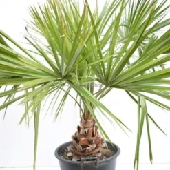 Livistona Decipiens - Stam 30+ Cm - Totale Hoogte 130-150 Cm - Pot Ø 50 Cm [pallet]