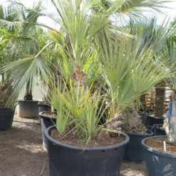 Nannorrhops Sp. Silver Iran - Stam 50-70 Cm - Totale Hoogte 200+ Cm - Pot Ø 100 Cm [pallet] -Tuin Gloed Verkoop 1943730189