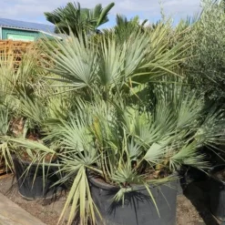 Nannorrhops Sp. Silver Iran - Stam 50-70 Cm - Totale Hoogte 200+ Cm - Pot Ø 100 Cm [pallet] -Tuin Gloed Verkoop 1943730192