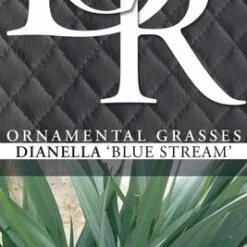 Dianella Blue Stream - Pot 5 Ltr -Tuin Gloed Verkoop 1945516503