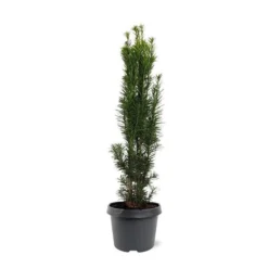 Taxus Baccata Fastigiata Robusta - Totale Hoogte 60-80 Cm - Pot 3 Ltr