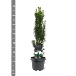 Taxus Baccata Fastigiata Robusta - Totale Hoogte 60-80 Cm - Pot 3 Ltr -Tuin Gloed Verkoop 1946664081
