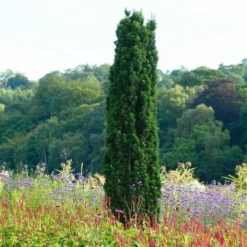 Taxus Baccata Fastigiata Robusta - Totale Hoogte 60-80 Cm - Pot 3 Ltr -Tuin Gloed Verkoop 1946664087
