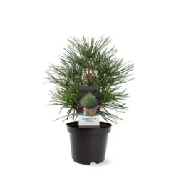 Tuin Gloed Verkoop -Tuin Gloed Verkoop 1949311065