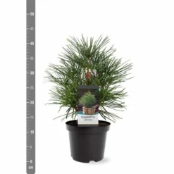 Sciadopitys Verticilata - Totale Hoogte 40-60 Cm - Pot 3 Ltr -Tuin Gloed Verkoop 1949311068