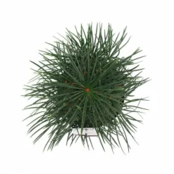 Sciadopitys Verticilata - Totale Hoogte 40-60 Cm - Pot 3 Ltr -Tuin Gloed Verkoop 1949311071