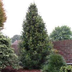 Sciadopitys Verticilata - Totale Hoogte 40-60 Cm - Pot 3 Ltr -Tuin Gloed Verkoop 1949311077