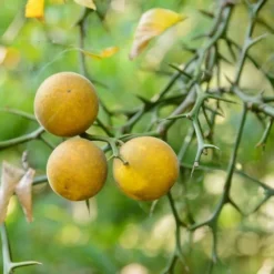Poncirus Trifoliata - Totale Hoogte 70-90 Cm - Pot Ø 22 Cm -Tuin Gloed Verkoop 1950444057