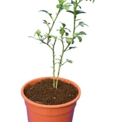 Poncirus Trifoliata - Totale Hoogte 70-90 Cm - Pot Ø 22 Cm -Tuin Gloed Verkoop 1950444060