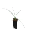 Nolina Nelsonii - Totale Hoogte 40+ Cm - Pot 9 X 9 Cm