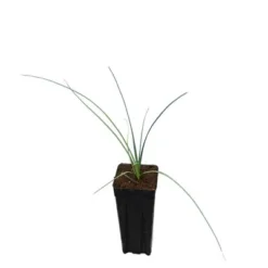 Nolina Nelsonii - Totale Hoogte 40+ Cm - Pot 9 X 9 Cm