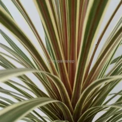 Cordyline Australis Torbay Dazzler - Totale Hoogte 60-80 Cm - Pot Ø 22 Cm -Tuin Gloed Verkoop 1951389255