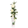 Rosa Crazy In Love Climbers Vanilla 2 Ltr