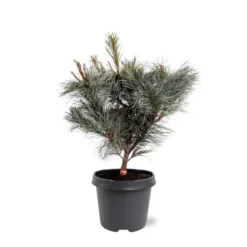 Pinus Pumila Glauca - Totale Hoogte 50-60 Cm - Pot 5 Ltr