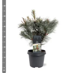 Pinus Pumila Glauca - Totale Hoogte 50-60 Cm - Pot 5 Ltr -Tuin Gloed Verkoop 1954990983