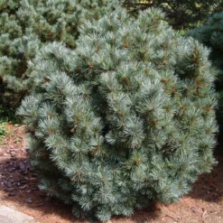 Pinus Pumila Glauca - Totale Hoogte 50-60 Cm - Pot 5 Ltr -Tuin Gloed Verkoop 1954990986