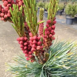 Pinus Pumila Glauca - Totale Hoogte 50-60 Cm - Pot 5 Ltr -Tuin Gloed Verkoop 1954990989