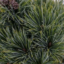 Pinus Pumila Glauca - Totale Hoogte 50-60 Cm - Pot 5 Ltr -Tuin Gloed Verkoop 1954990995