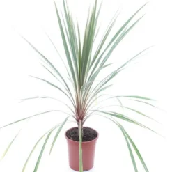 Cordyline Australis Torbay Dazzler - Totale Hoogte 80-100 Cm - Pot Ø 21 Cm