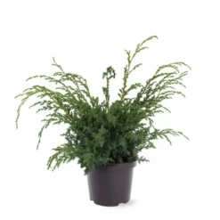 Juniperus Chinensis Blue Alps - Totale Hoogte 80-90 Cm - Pot 5 Ltr