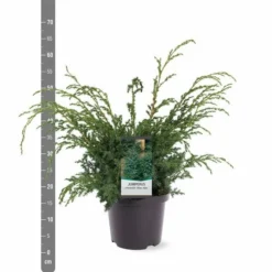 Juniperus Chinensis Blue Alps - Totale Hoogte 80-90 Cm - Pot 5 Ltr -Tuin Gloed Verkoop 1959298656