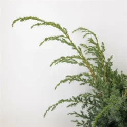 Juniperus Chinensis Blue Alps - Totale Hoogte 80-90 Cm - Pot 5 Ltr -Tuin Gloed Verkoop 1959298662