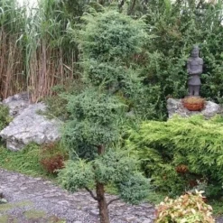 Juniperus Chinensis Blue Alps - Totale Hoogte 80-90 Cm - Pot 5 Ltr -Tuin Gloed Verkoop 1959298665