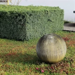 Juniperus Chinensis Blue Alps - Totale Hoogte 80-90 Cm - Pot 5 Ltr -Tuin Gloed Verkoop 1959298668