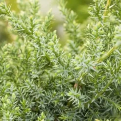 Juniperus Chinensis Blue Alps - Totale Hoogte 80-90 Cm - Pot 5 Ltr -Tuin Gloed Verkoop 1959298671