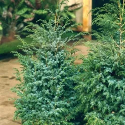 Juniperus Chinensis Blue Alps - Totale Hoogte 80-90 Cm - Pot 5 Ltr -Tuin Gloed Verkoop 1959298674