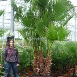 Washingtonia Robusta Multitrunk - Totale Hoogte 140+ Cm - Pot Ø 35 Cm -Tuin Gloed Verkoop 1963166748