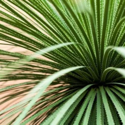 Dasylirion Wheeleri - Pot Ø 27 Cm -Tuin Gloed Verkoop 1963628640