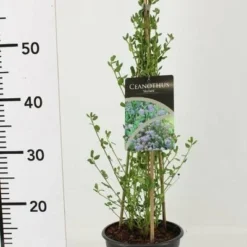 Ceanothus Thyrsiflorus Skylark - Pot Ø 17 Cm