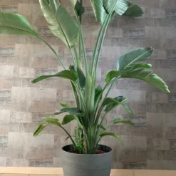 Strelitzia Nicolai - Totale Hoogte 110-130 Cm - Pot Ø 23 Cm -Tuin Gloed Verkoop 1966677354