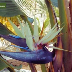 Strelitzia Nicolai - Totale Hoogte 110-130 Cm - Pot Ø 23 Cm -Tuin Gloed Verkoop 1966677357