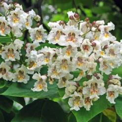 Catalpa Bignonioides - Pot Ø 26 Cm