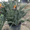 Strelitzia Reginae - Pot Ø 65 Cm [pallet]